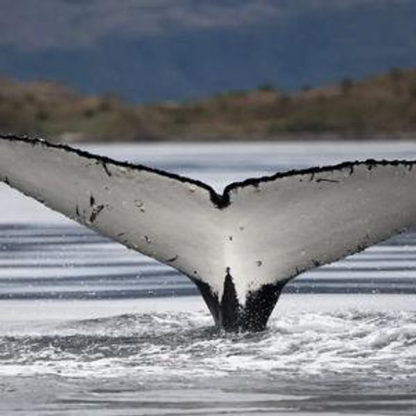 Avistamiento fauna patagonica