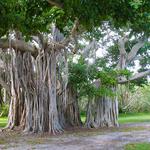 Hugh Taylor Birch State Park