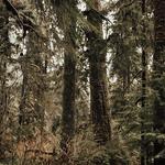 Prince William Forest Park