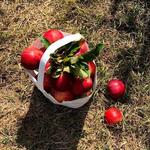 Woodside Orchards