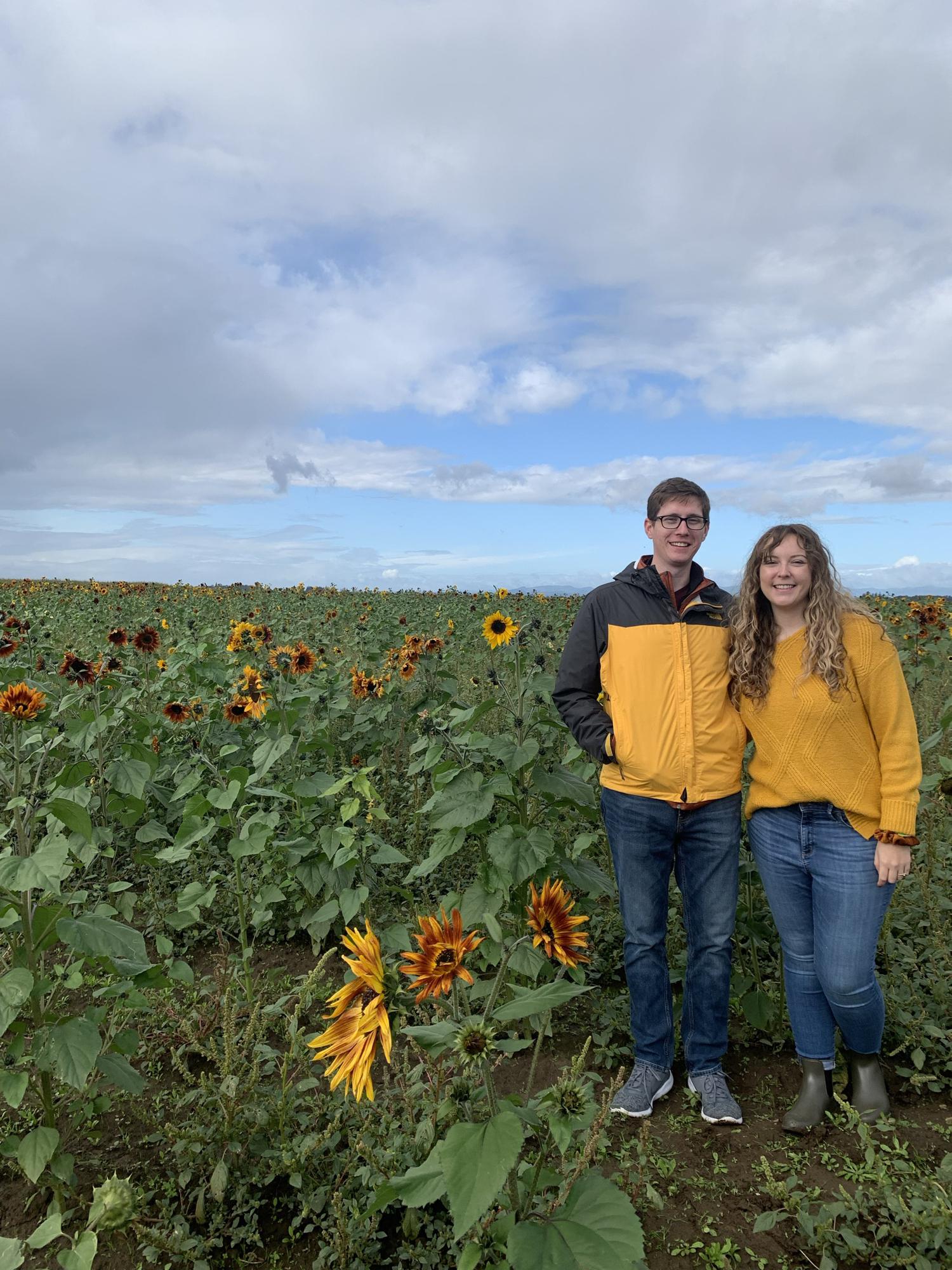 Fall Sunflowers