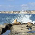 La Jolla Shores Park