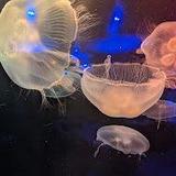 Newport Aquarium