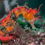Seahorse Farm