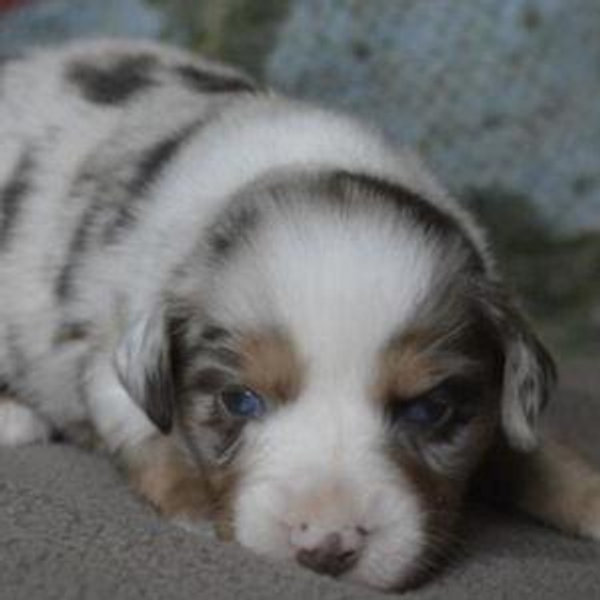 New Puppy Fund