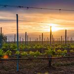 Grapeline Wine Tours