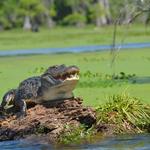Cajun Man's Swamp Tours and Adventures LLC