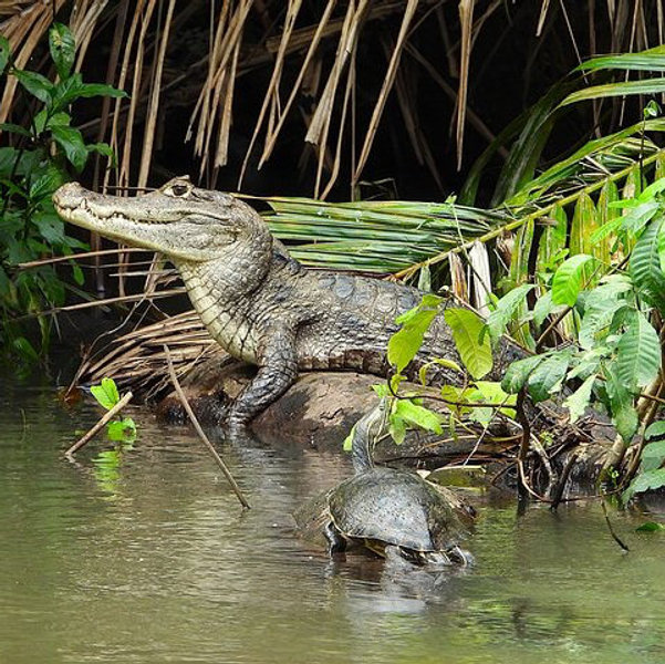 Caño Negro Wildlife Refuge Tour