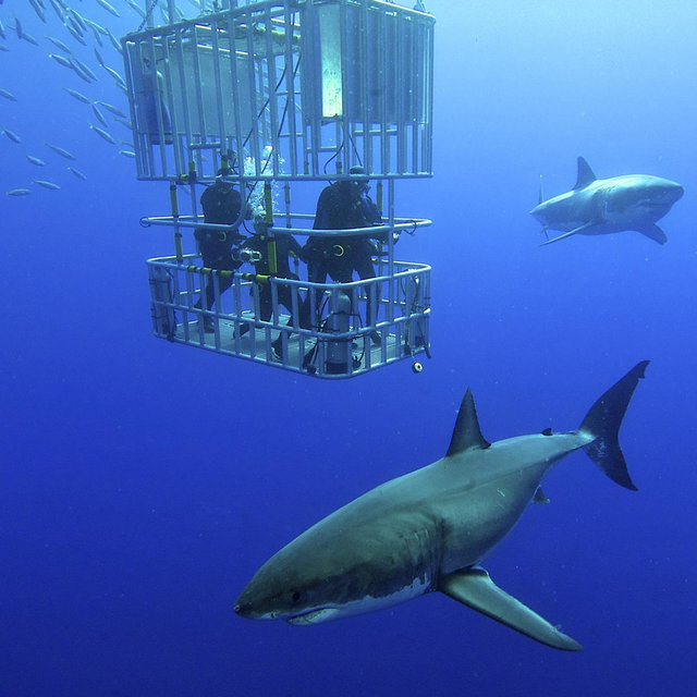 Shark Cage Diving for Two