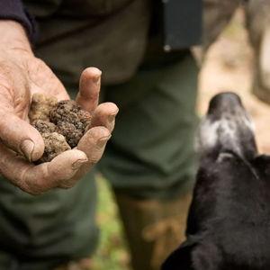 Truffle Hunting in Tuscany