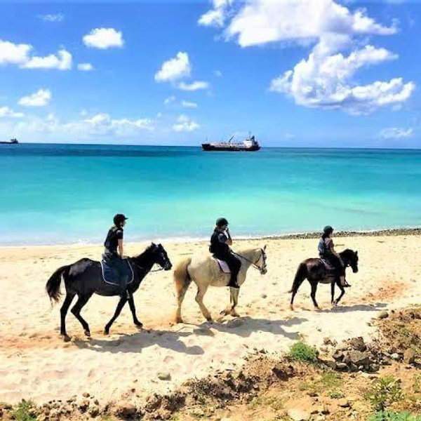 Beach Horseback Riding St. Maarten (Honeymoon)