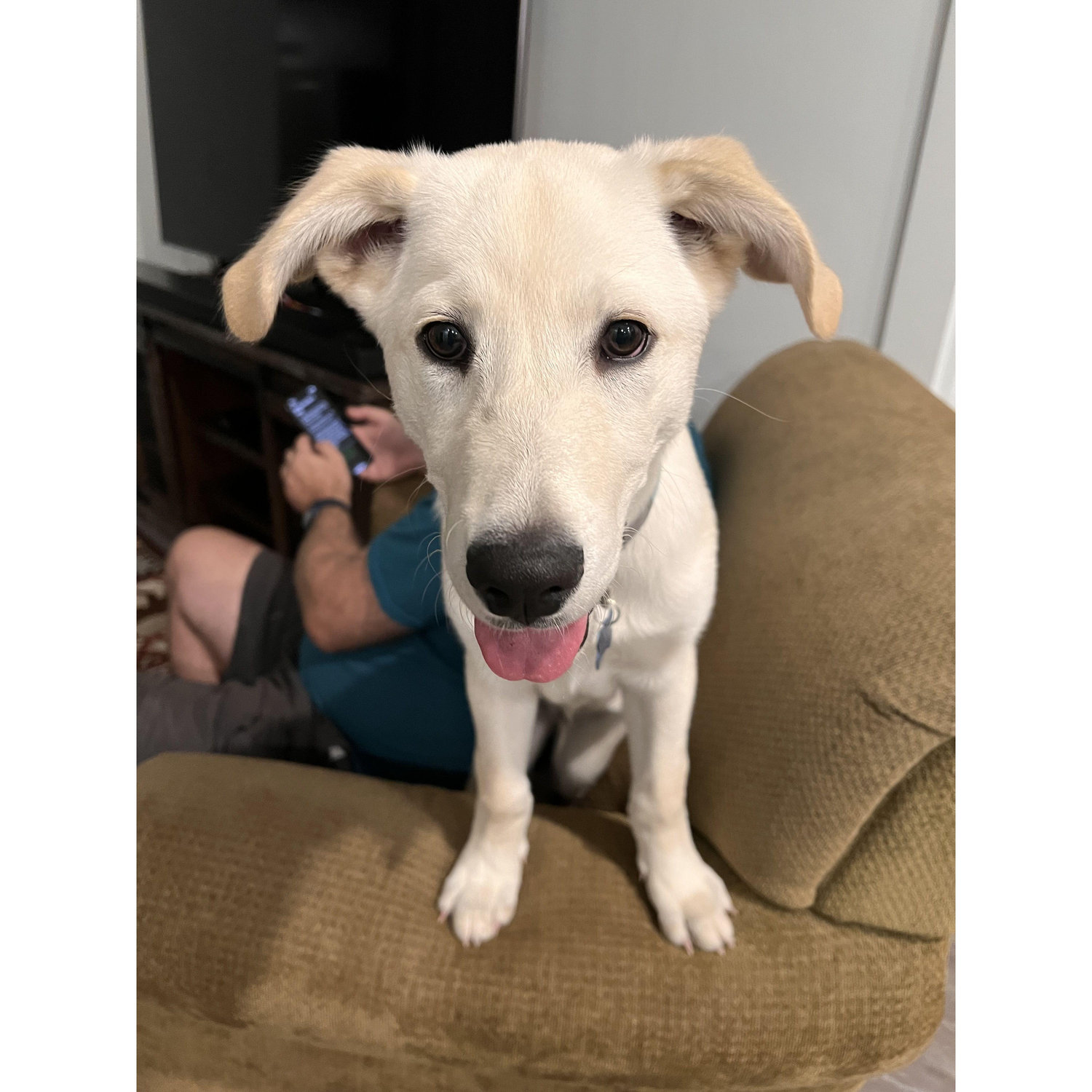 Baby Moose, looking so innocent after he ate a bee, and had the stinger on his tongue.