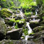 Pisgah National Forest