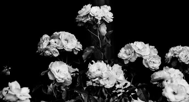 The Wedding Website of Kaylen Lanzen and Benjamin Carlson