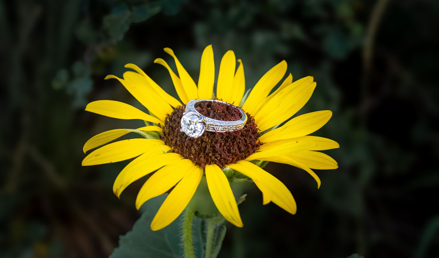 The Wedding Website of Bailey Kleeberg and Luke Seipt