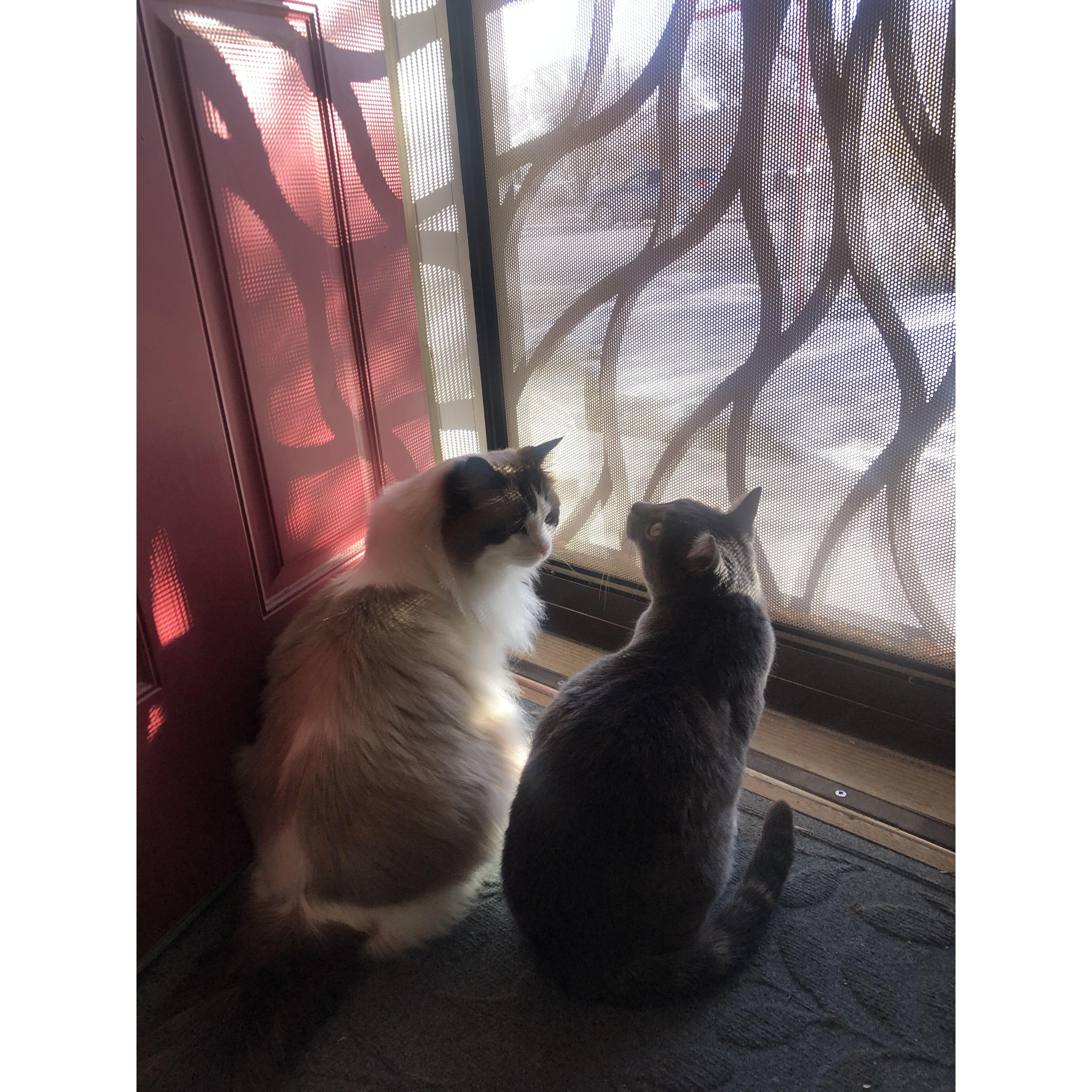 Our little fluffs!