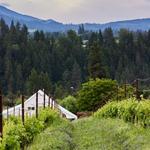 Hiyu Wine Farm