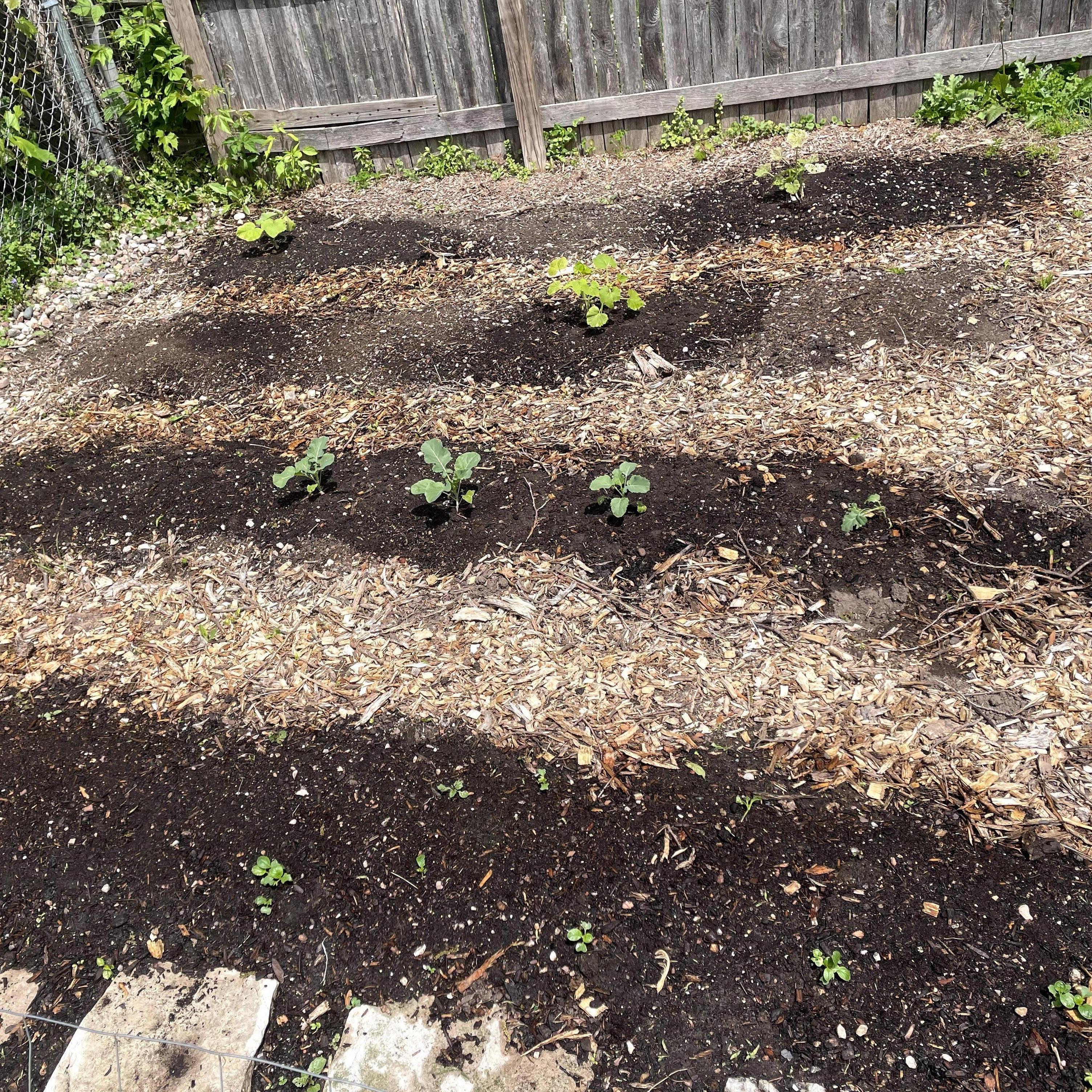 Our first garden