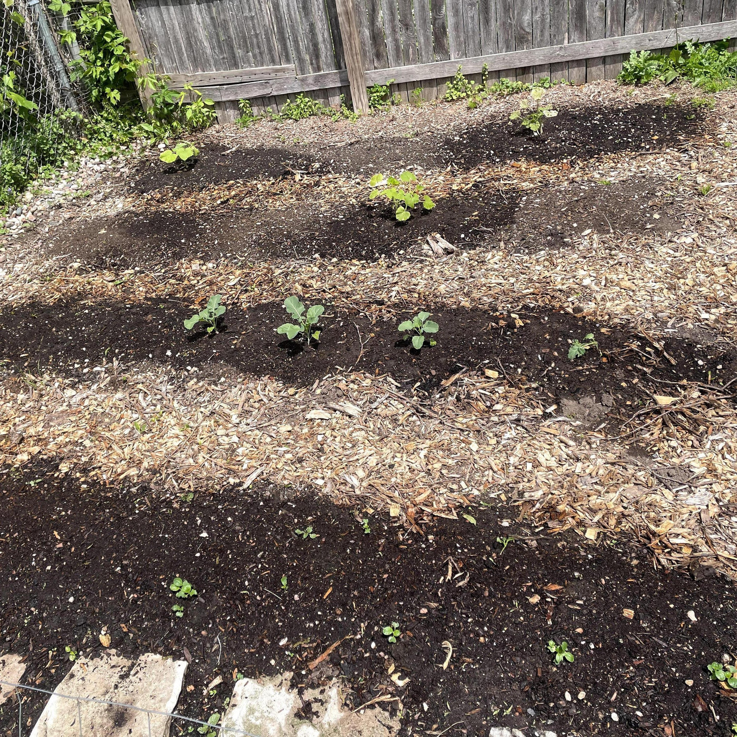 Our first garden