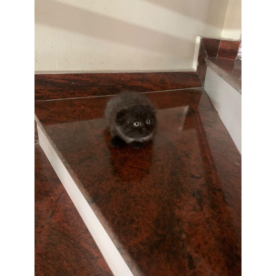 Then came Milu, our mischievous black cat — completing our little family with double the love