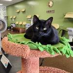 The Cafe Meow (New Hope)