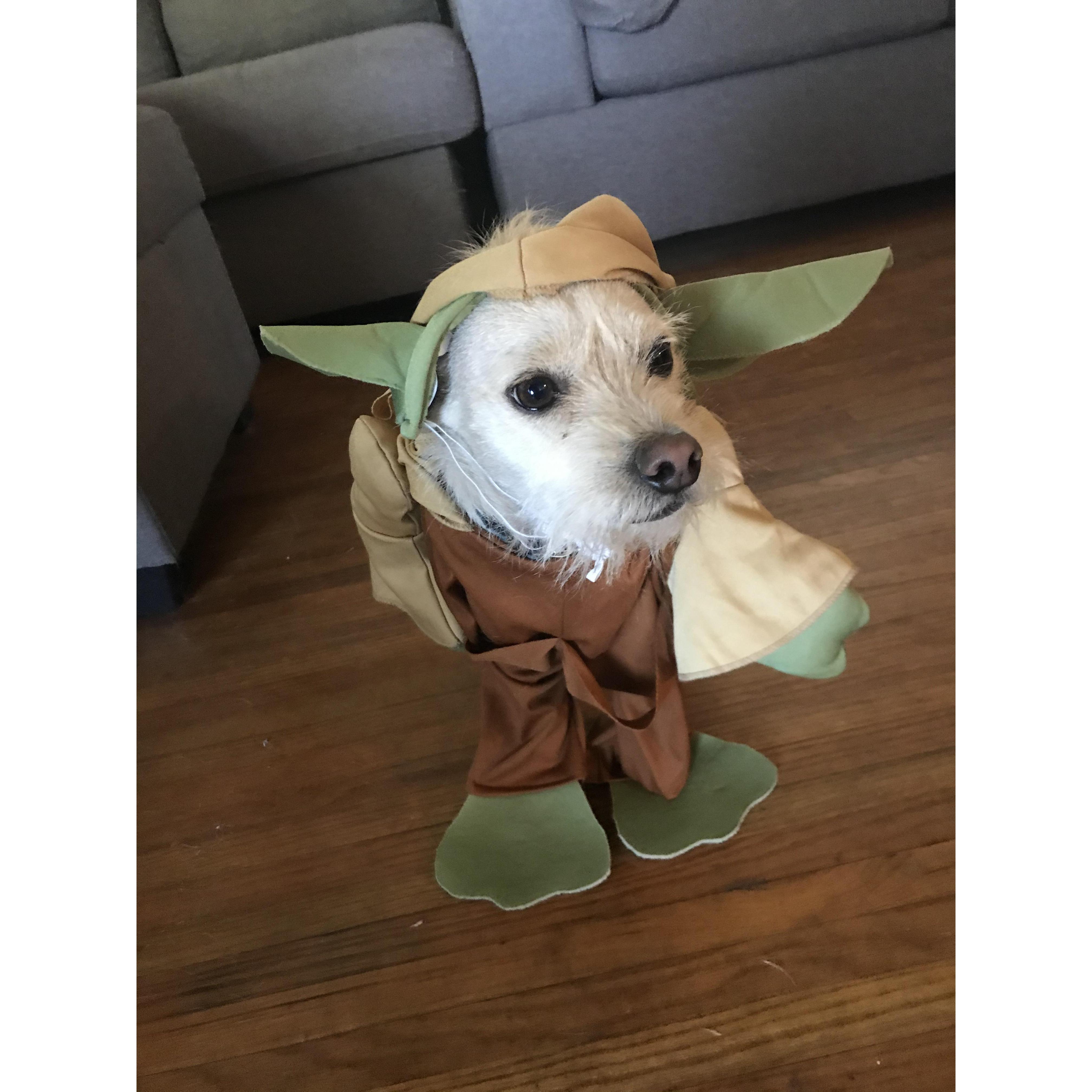 Our dog, “Blu,” was Yoda for Halloween.