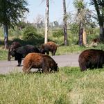 Yellowstone Bear World