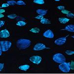 Experience the Bioluminescent Bay