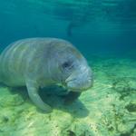 Manatee Center