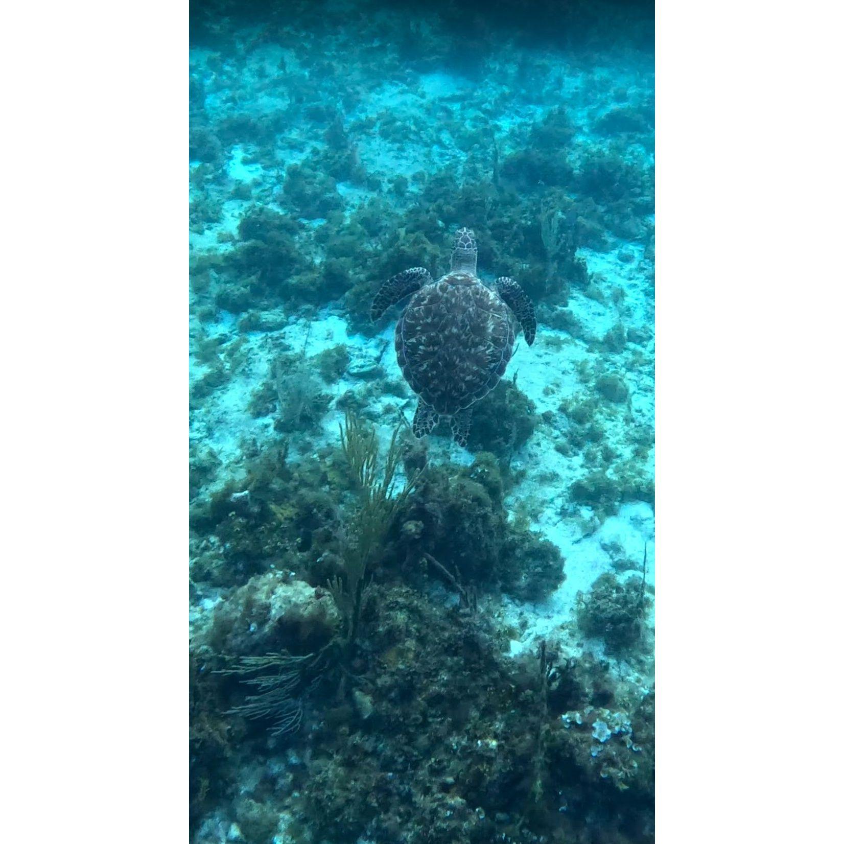 Snorkel mask on, worries off — time to play with the turtles and chase the reef