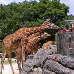 Zoo Miami