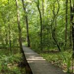 Sam Houston National Forest