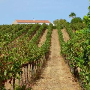 Wine Tasting in Lagos, Portugal