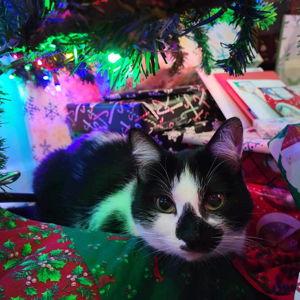 Cat Treat Fund - Venmo