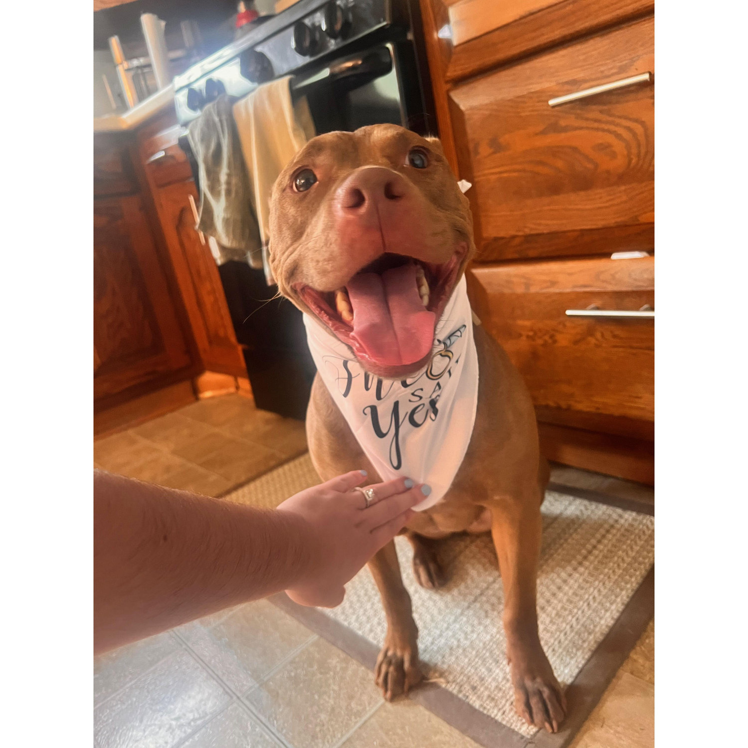 Mocha's so happy that her humans are getting married!