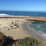 See the Seals & Sea Lions in La Jolla