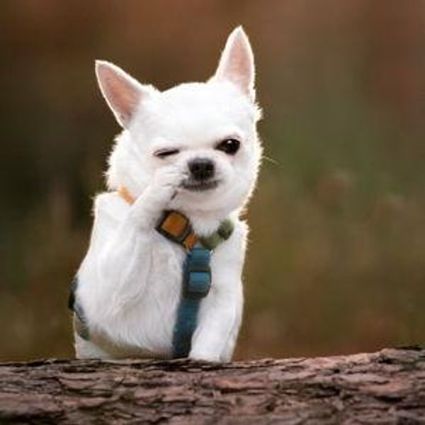 We Want a Dog!