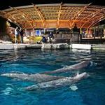 Mystic Aquarium