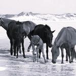 Corolla Wild Horse Tours