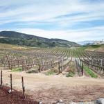 Leoness Cellars