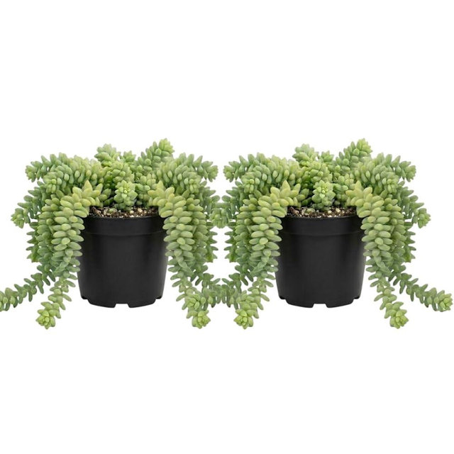 2 Live Donkey Tail Succulents in 2 Inch Pot, Sedum morganianum, Low Maintenance Hanging Succulent, Easy to Grow, Perfect for Home and Office Décor