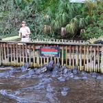 St. Augustine Alligator Farm Zoological Park