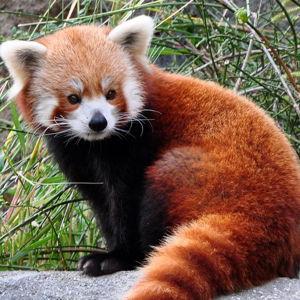 Great Plains Zoo Membership