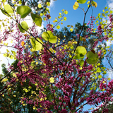 La Mortella Botanic Gardens