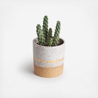 Speckled Planter with Cactus