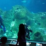 Aquarium Loop Drive