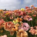 The Flower Fields
