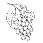 JUSTIN Vineyards & Winery