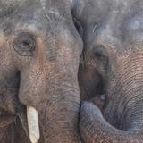 Zoo, Aquarium & Botanic Garden Options