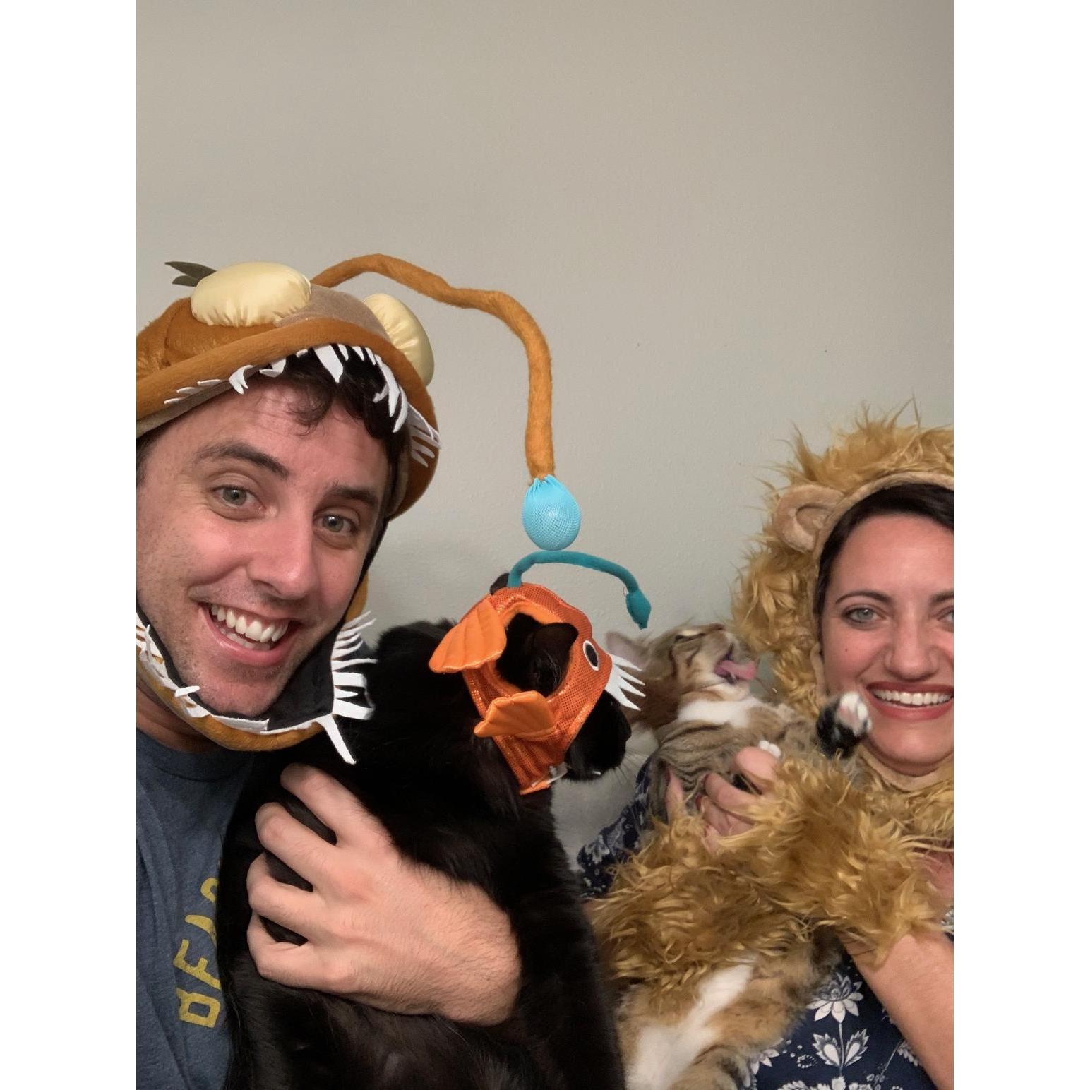 The cats were not fans of their Halloween costumes :)